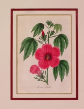 PX66 - Hibiscus Lindlei