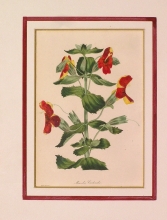 PX67 - Mimulus Cardinalis