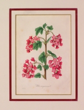 PX68 - Ribes Sanguineum