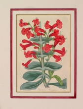 PX70 - Pentstemon Murrayanus