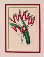PX71 - Anigozanthos Coccineus