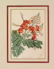 PX72 - Poinciana Pulcherrima