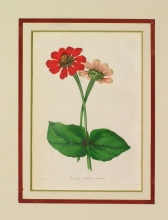 PX73 - Zinnia Violacea Coccinea
