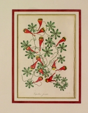 PX74 - Tropaeolum Jarratii
