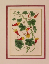 PX75 - Tropaeolum Tuberosum