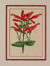 PX76 - Gesneria 