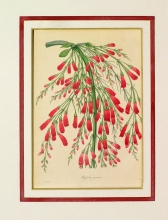 PX77 - Russelia Juncea