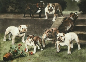 C248 - Bullbitches of 20th Century 