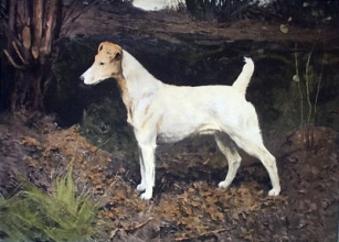 K199 - Sandown Violet