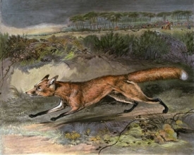 A290 - Fox Breaking Cover