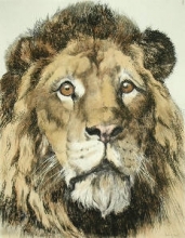 A258 - Lions Head 