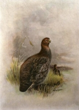 B116B - Partridge