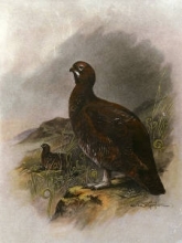 B116A - Grouse