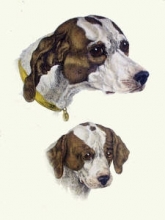 A024 - Hounds Head 