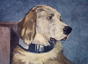 C287 - Odin (Retriever) 
