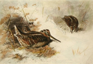 D071B - Woodcock