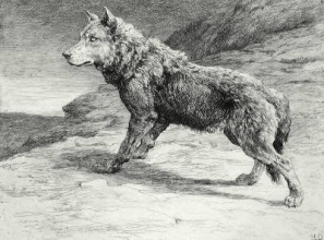 E050 - Wolf on the Prowl 