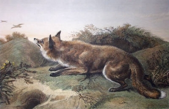 F022B - Poacher