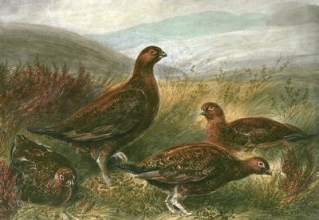 E270 - Grouse