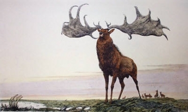 G189 - Great Elk 