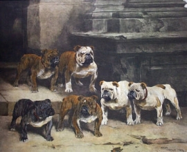 G068 - Modern Bulldogs 
