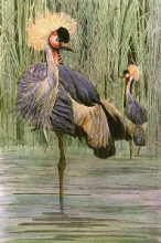 F314 - Crowned Crane