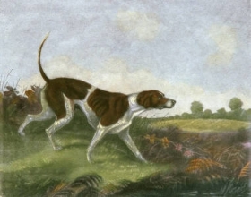 K245 - Whisker (A Pointer) 