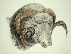 K172 - Rams Head