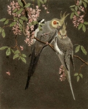 K093 - Cockatiels
