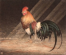 K055 - Cockerel