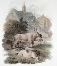 L369 - Boar & Chinese Hog 