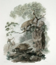 L368 - Crested & Brazilian Porcupine