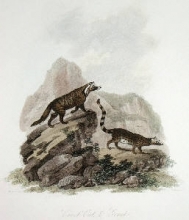 L366 - Civet Cat & Genet 