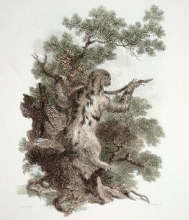 L365 - Three-toed Sloth