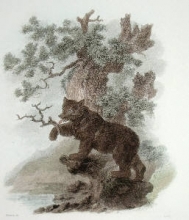 L362 - Brown Bear 