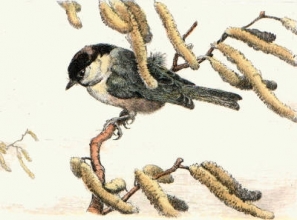 L303 - Titmouse