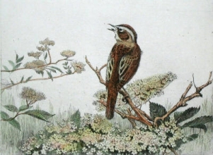 L298 - Sedge Warbler 