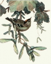 L295 - Gold Crest 