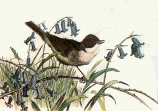 L290 - White Throat