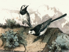 L283 - Pied Wagtails 