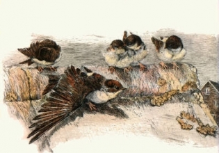 L282 - House Sparrows 