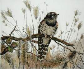 L280 - Young Cuckoo 