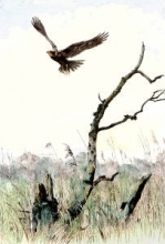 L279 - Marsh Harrier 