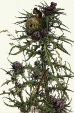 L271 - Harvest Mouse 