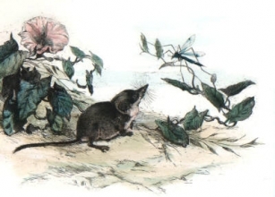 S235 - Vole