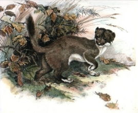 S227 - Stoat
