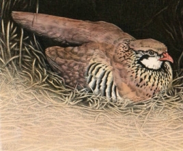 S225 - Red Legged Partridge 