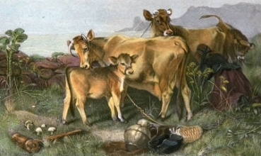 S212A - Jersey Family, A 