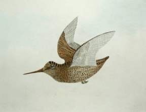 S998 - Woodcock