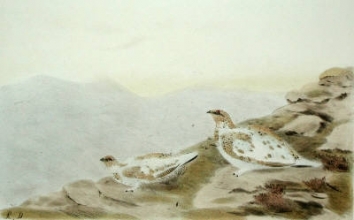 S997 - Grouse, Ptarmigan